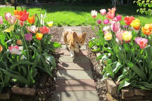 Cleo's tulip parade 041414