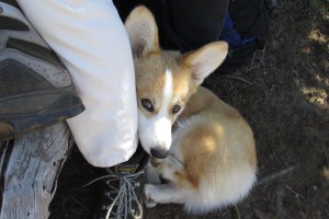 Fear of a Trump planet